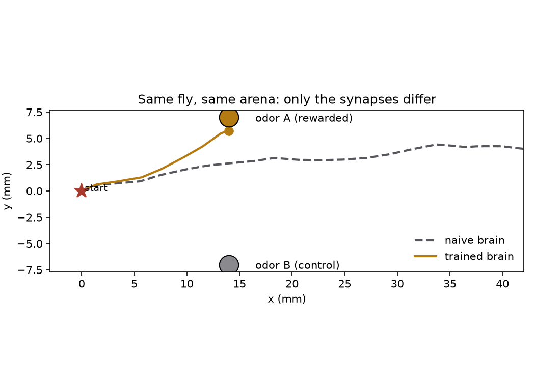 Top-down trajectories: naive path goes straight past both sources; trained path curves directly to the rewarded source